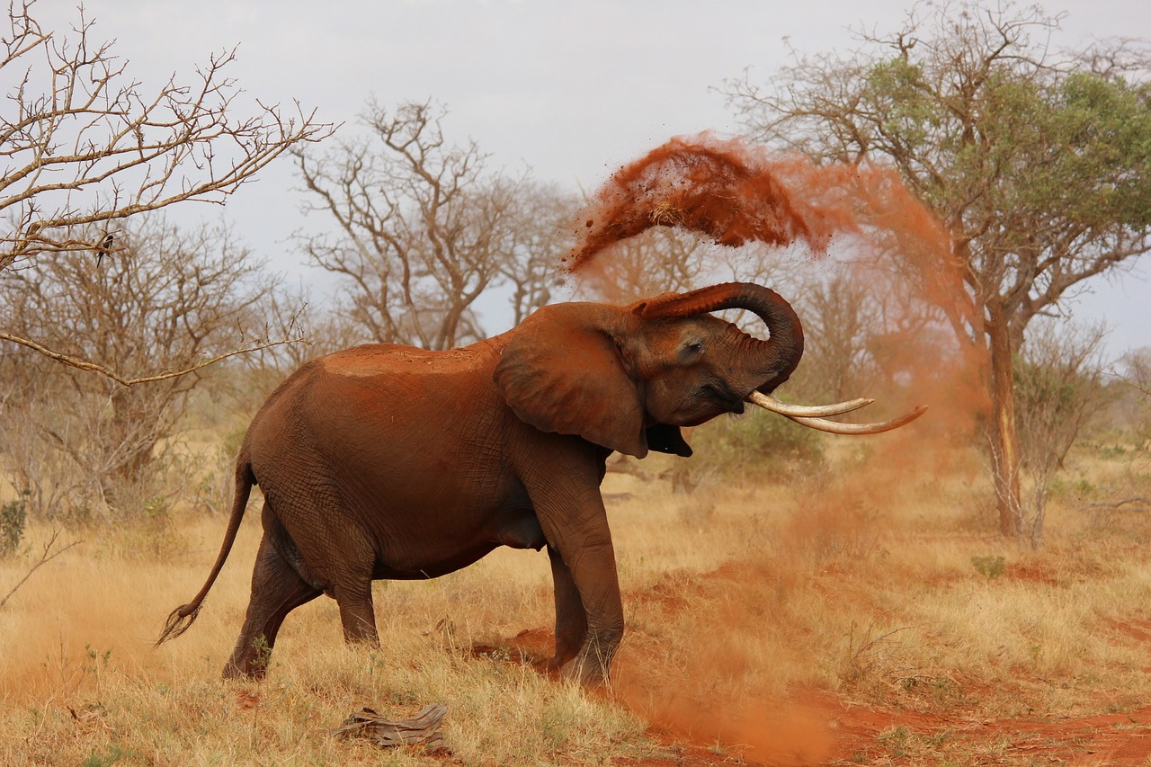 Africa Elephant Sonesha Travel