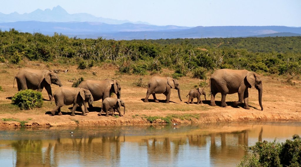 Herd of elephants South Africa Sonesha Travel