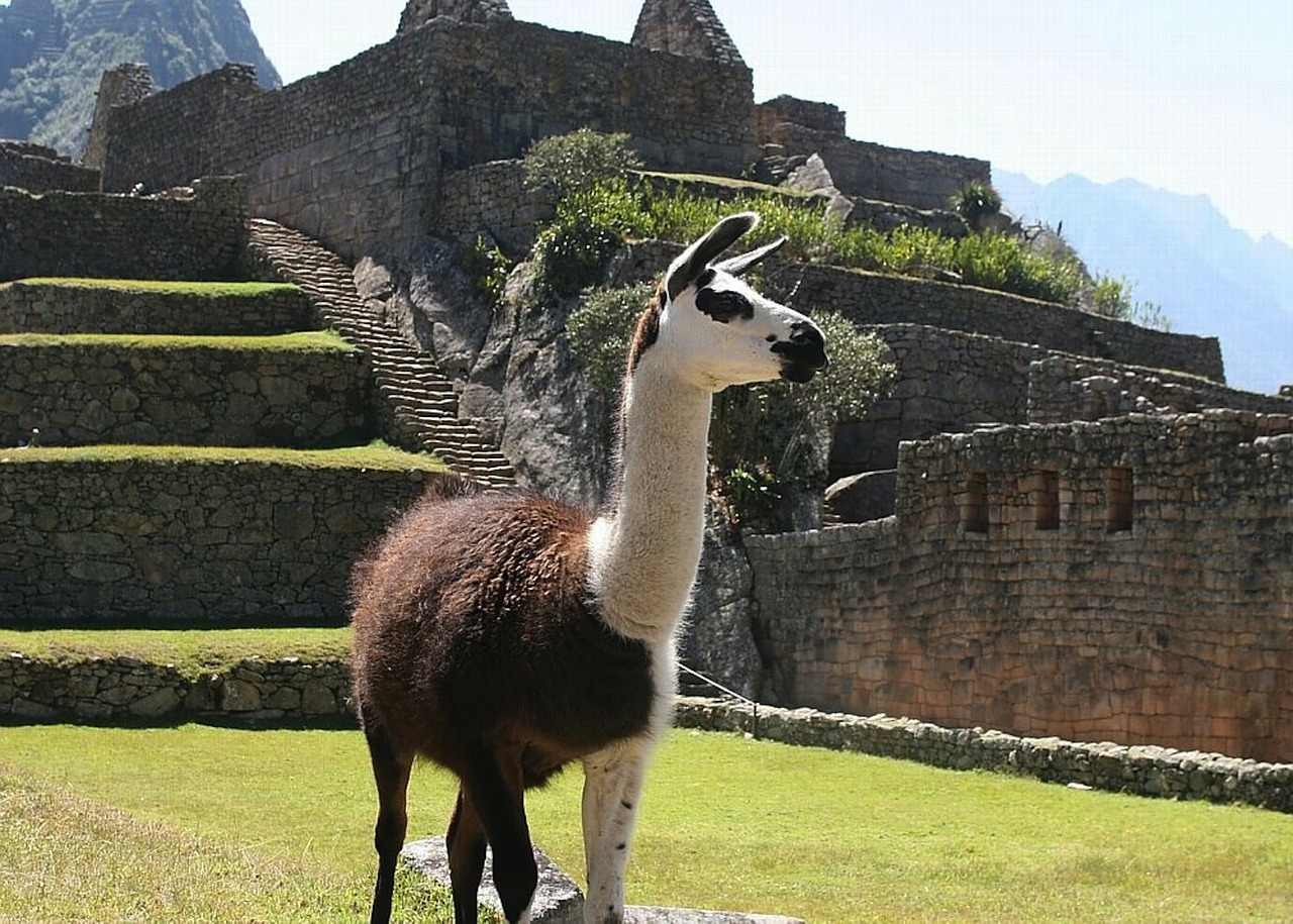 Sonesha Travel Peru Llama