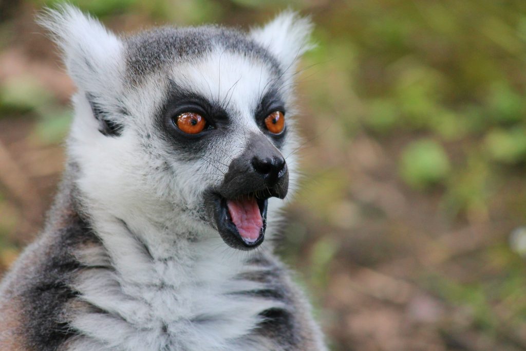 Lemur Madagascar Sonesha Travel